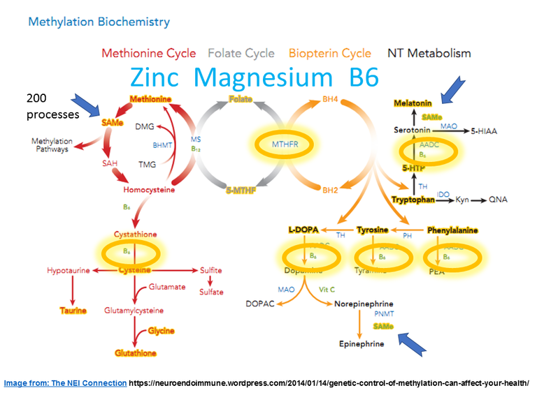 MTHFR & Neurotransmitters The Functional Perspective
