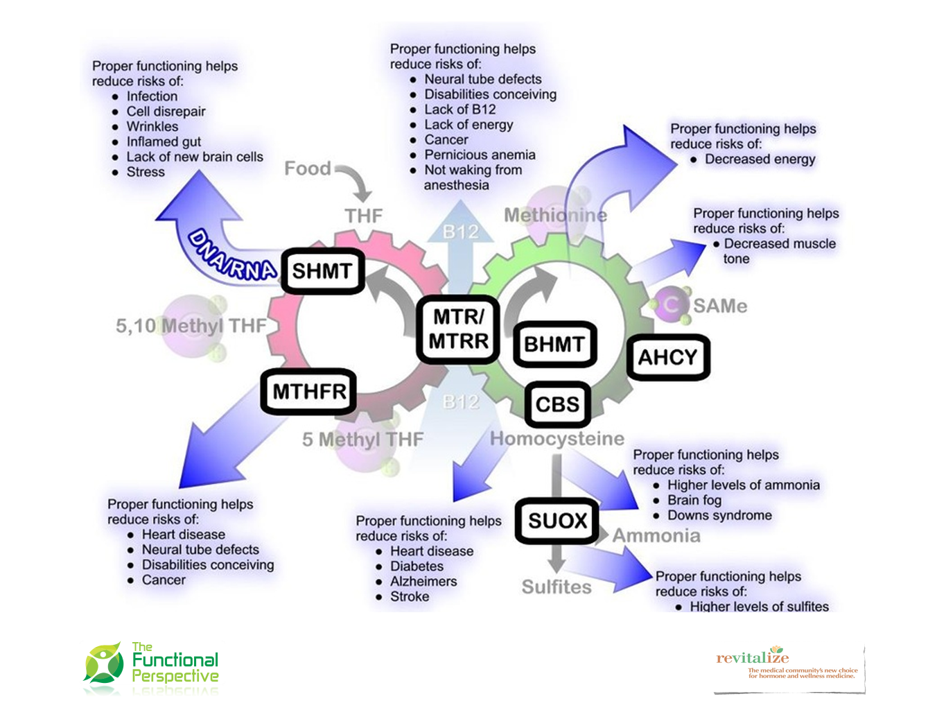 Helps reduce. Гомоцистинурия мутация CBS. MTHFR фото. Transsulfuration Pathway.